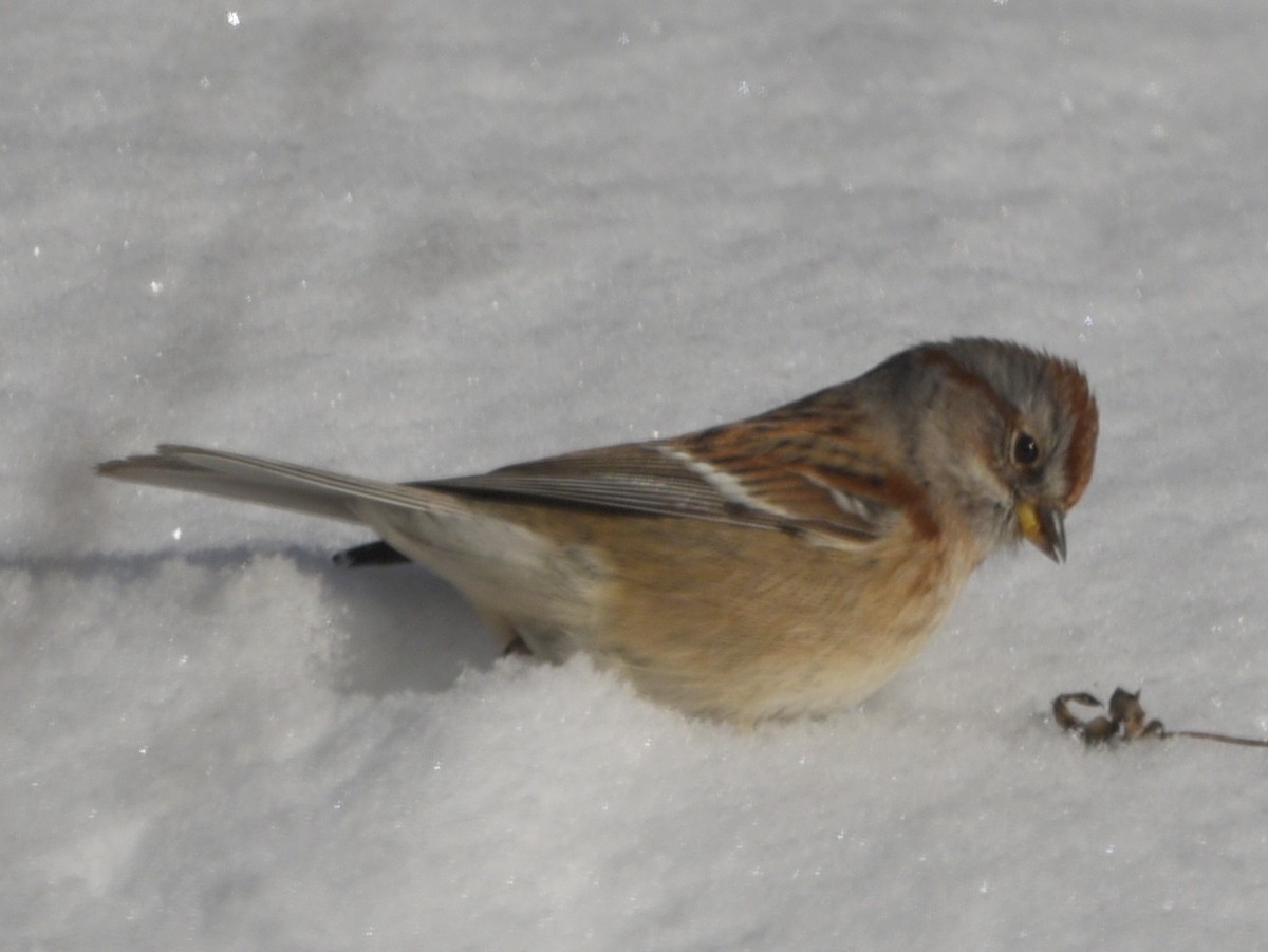 American Tree Sparrow - ML646950885