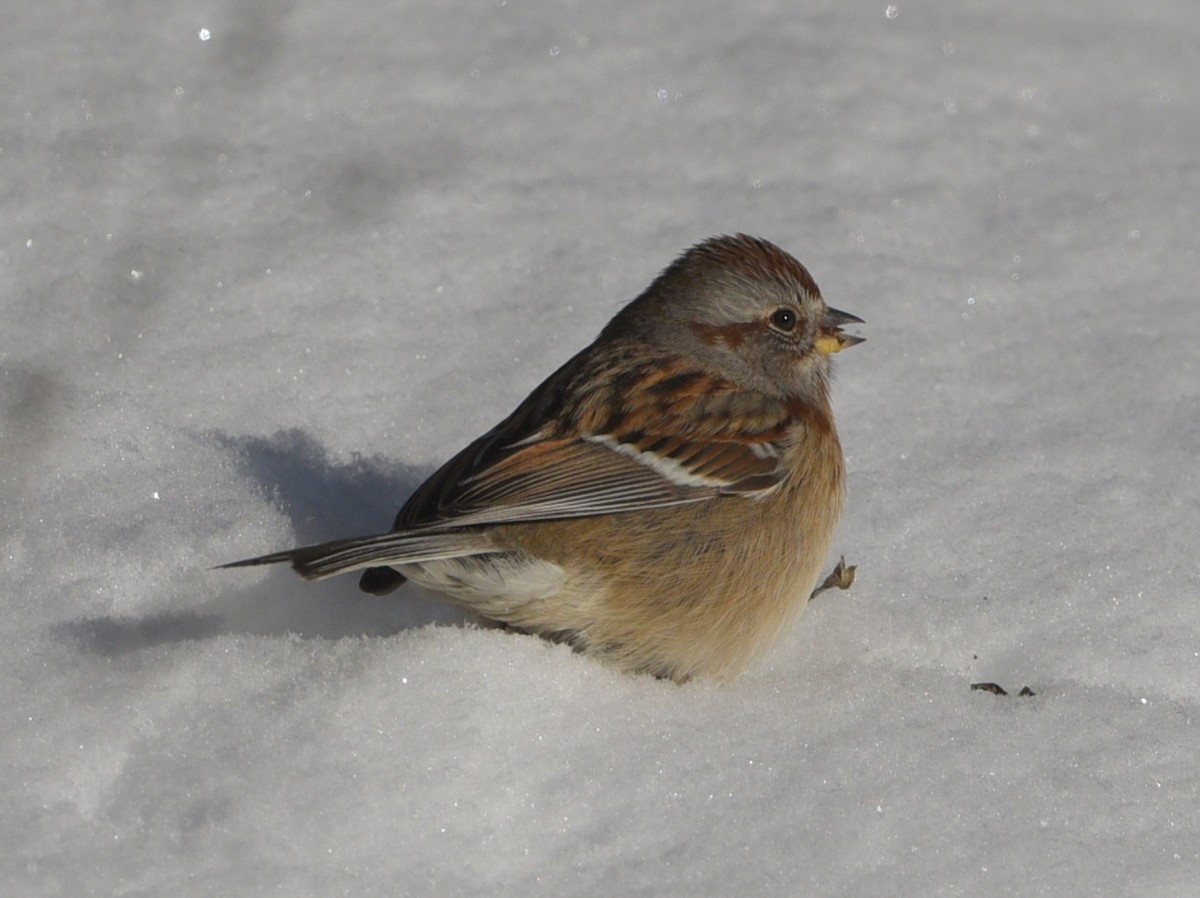 American Tree Sparrow - ML646950886