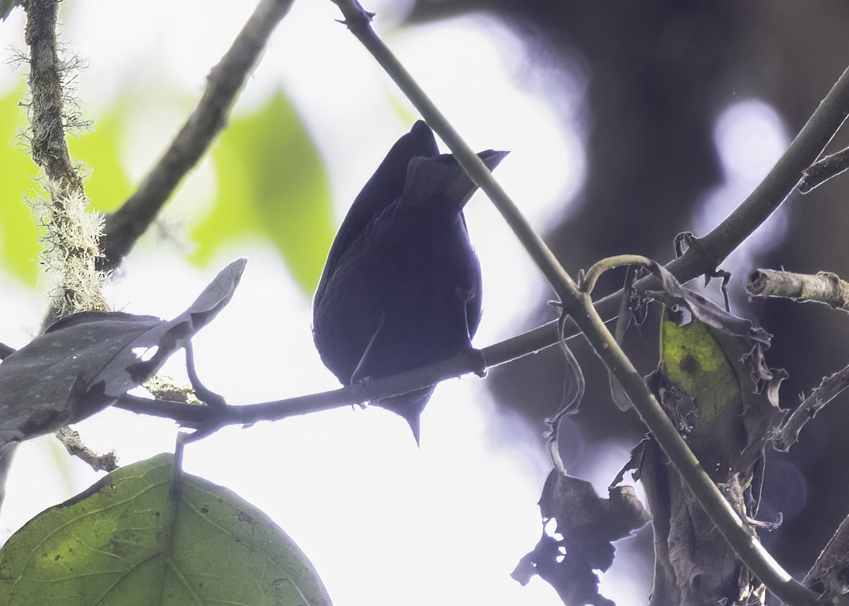 Тамаруго великий - ML646950889