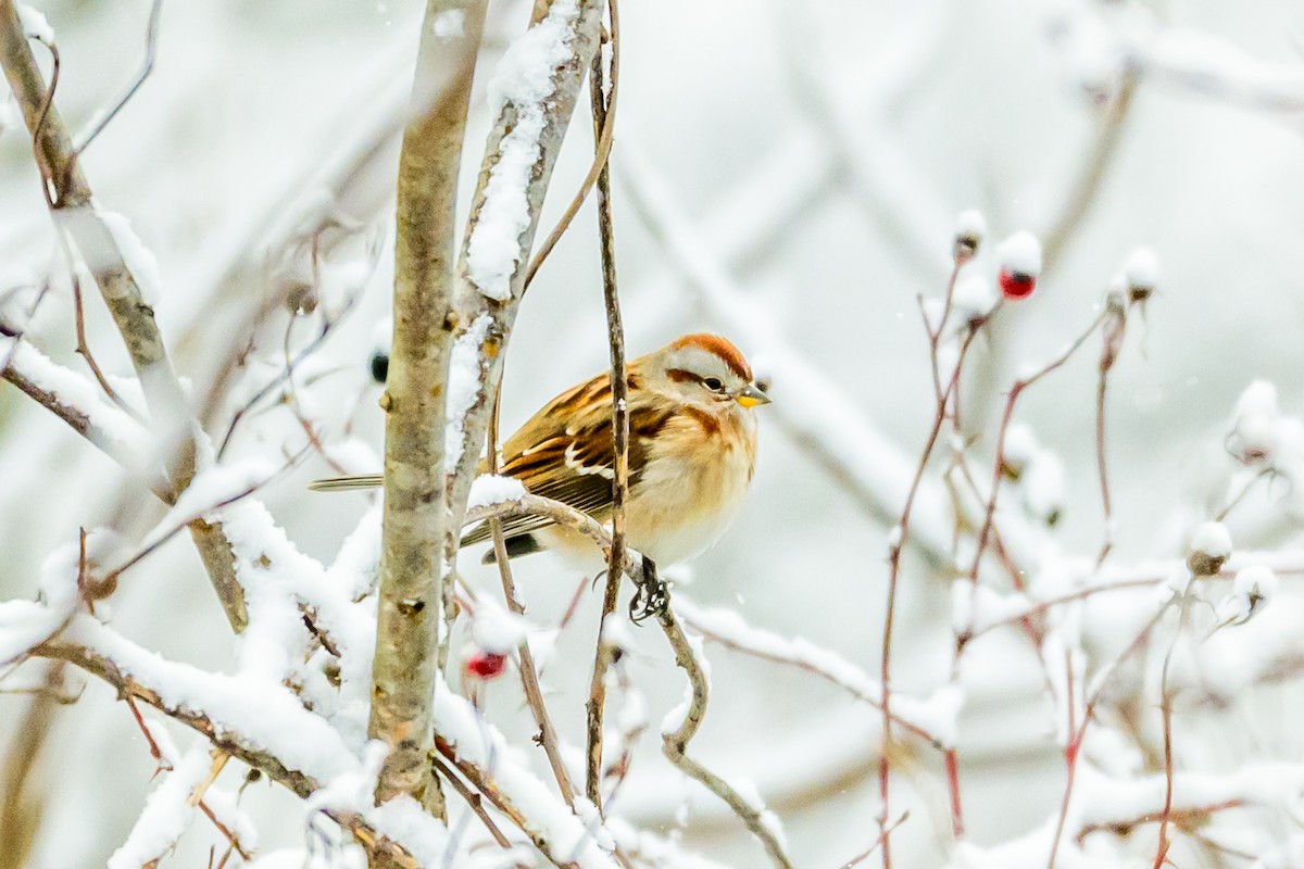 American Tree Sparrow - ML646950890