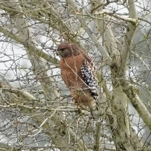 Red-shouldered Hawk - ML646950896