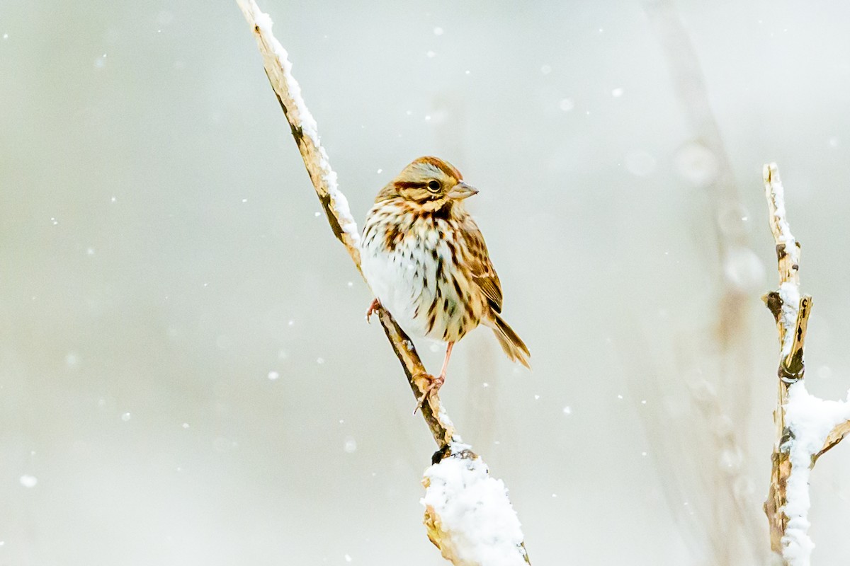 Song Sparrow - ML646950897