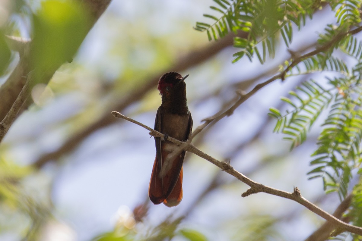 Ruby-topaz Hummingbird - ML646950899