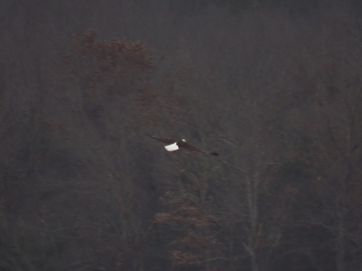 Орлан білоголовий - ML646950900