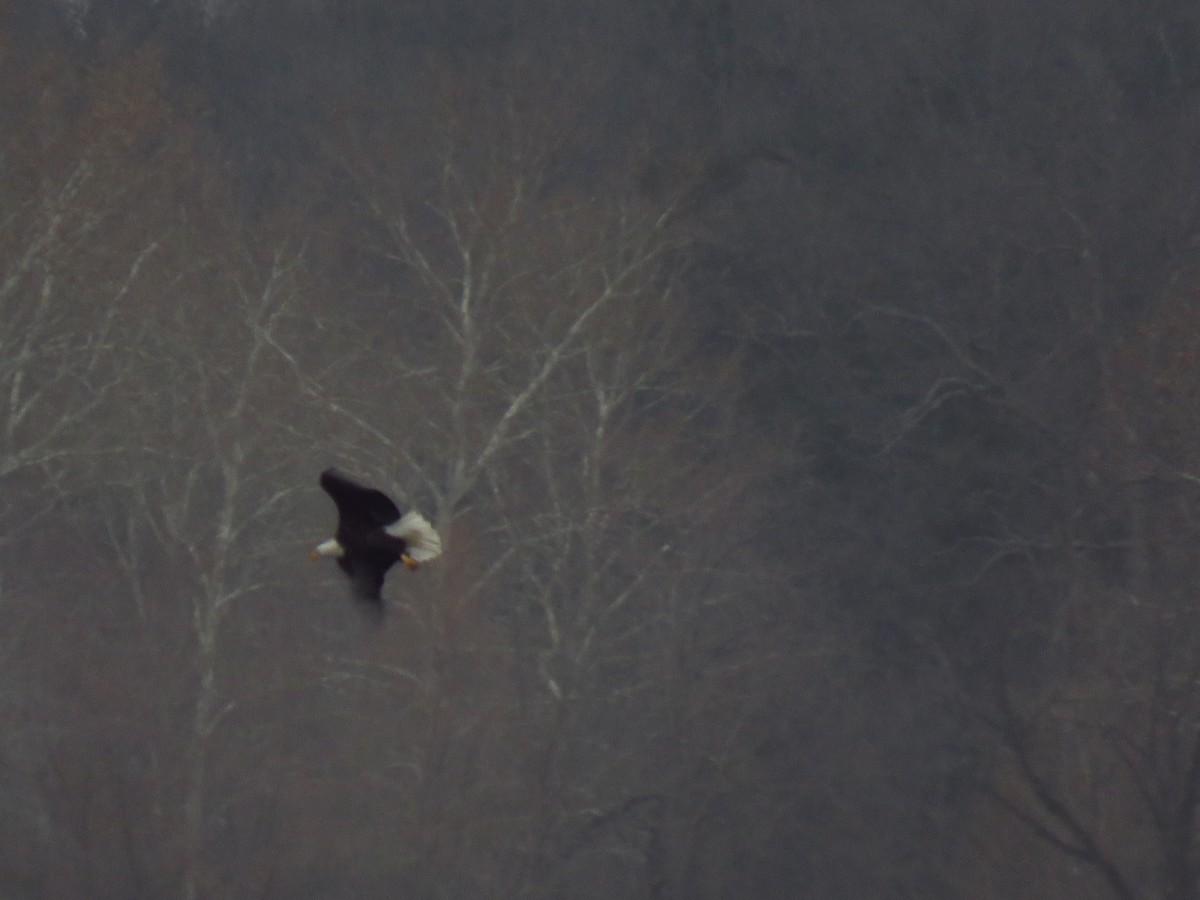 Орлан білоголовий - ML646950901