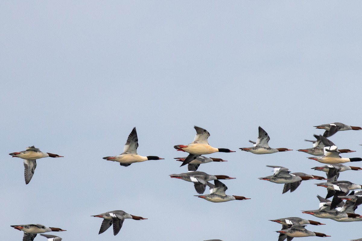 Common Merganser - ML646950902