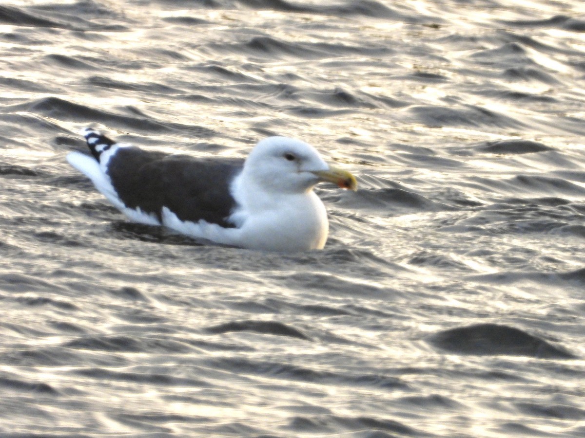 svartbak - ML646950903