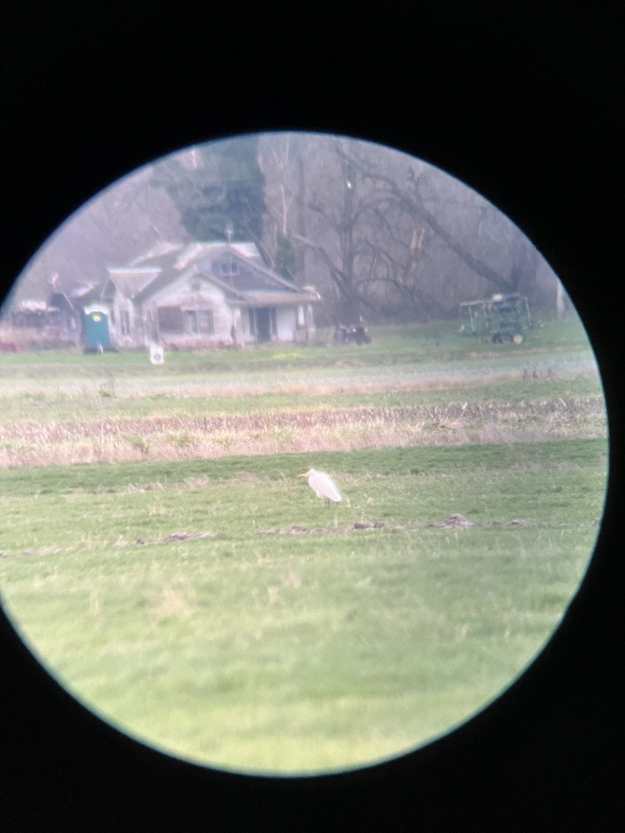 Цасч дэглий - ML646950905