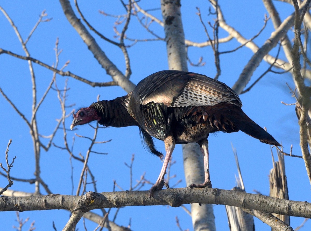 Indioilar arrunta - ML646950906