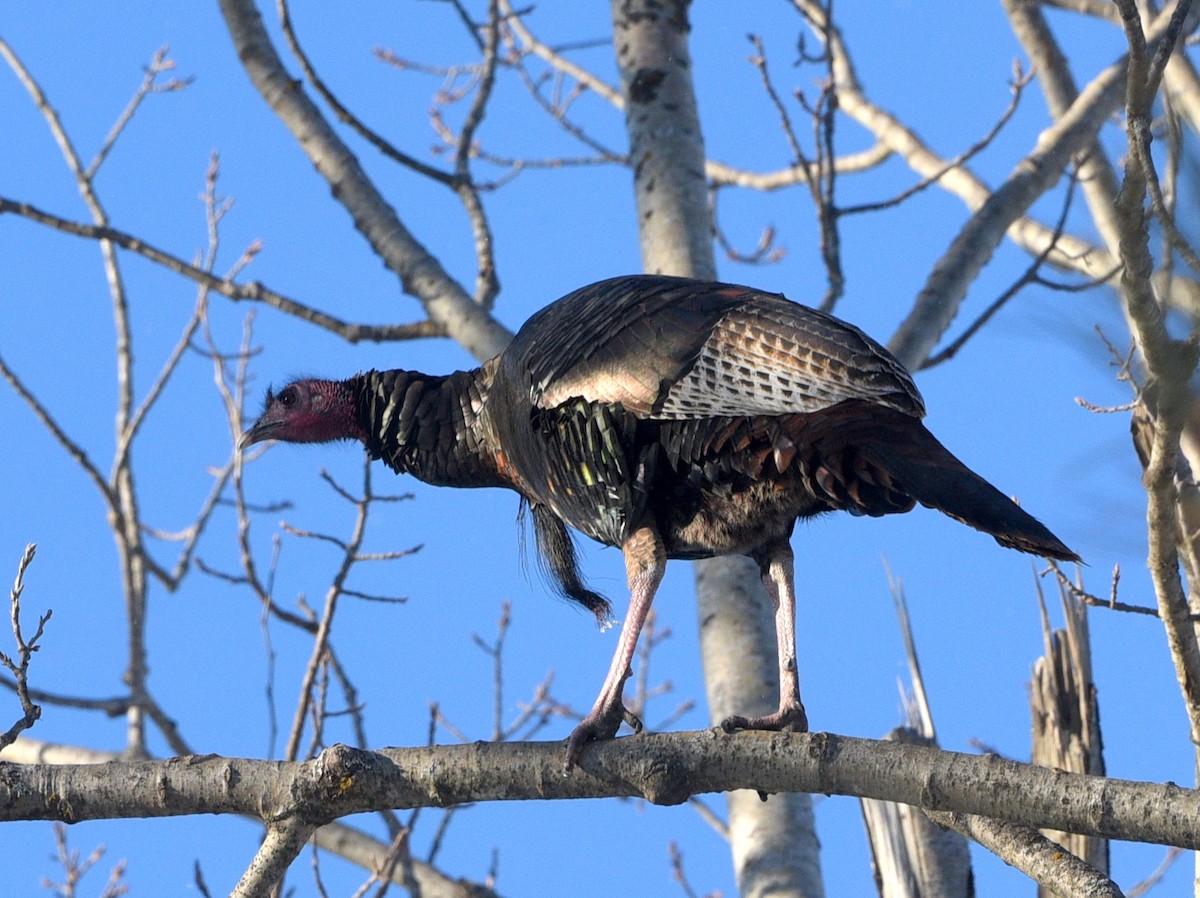 Indioilar arrunta - ML646950907