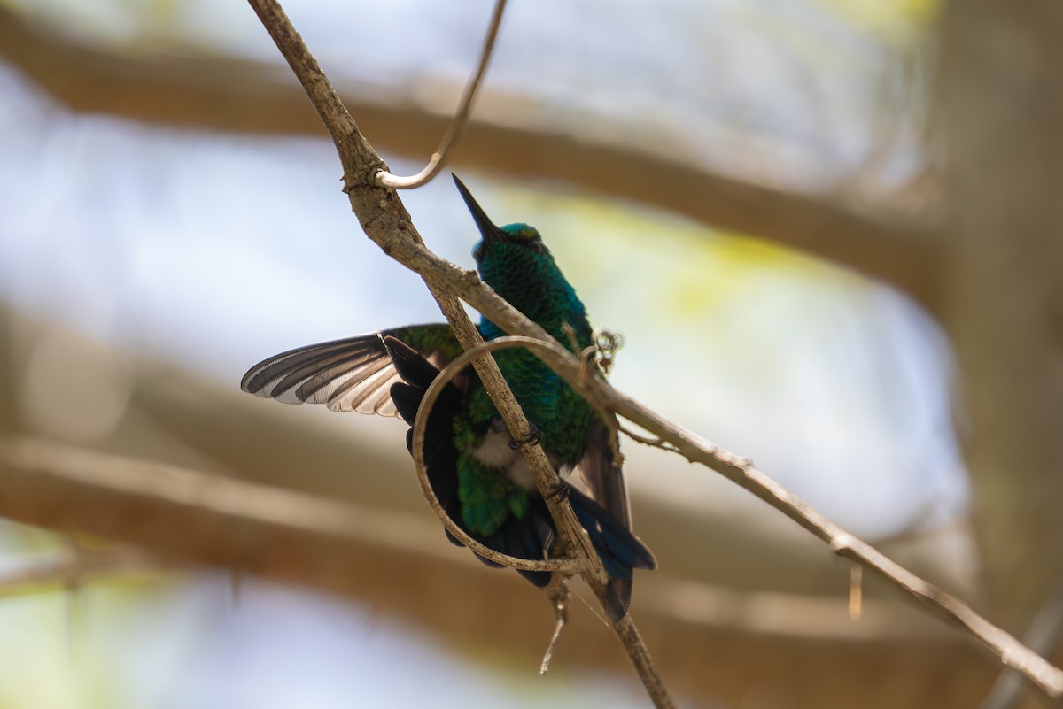 Blue-tailed Emerald - ML646950909