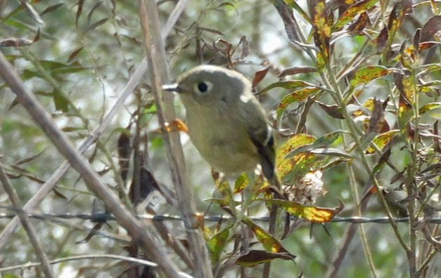 rubinfuglekonge - ML646950912