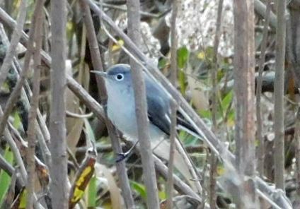 Perlita Grisilla - ML646950913