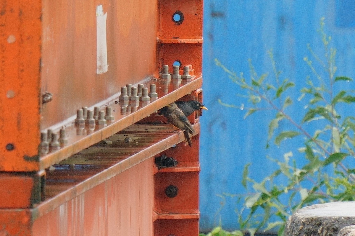 Rosy Starling - ML646950915