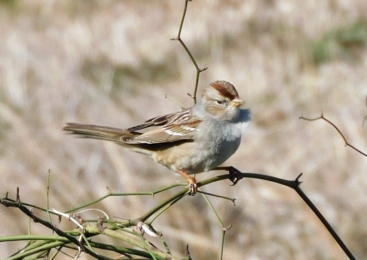 Chingolo Coroniblanco - ML646950918