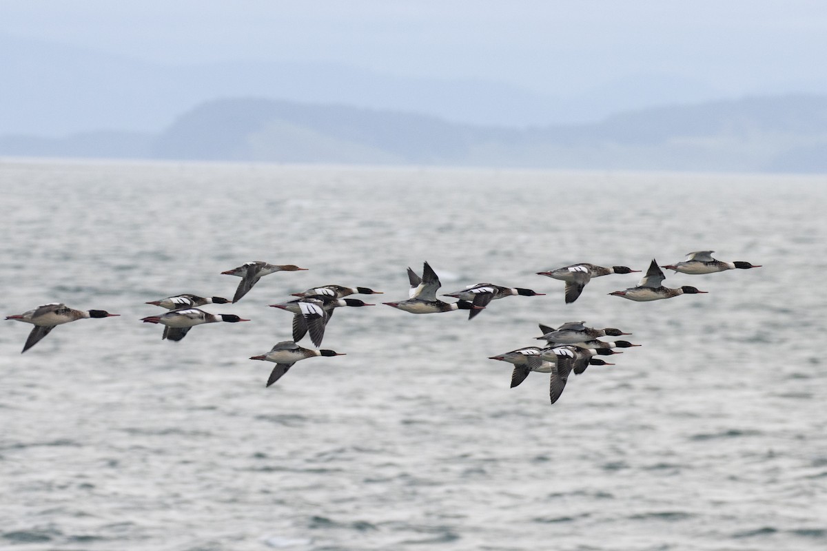 Serreta Mediana - ML646950921