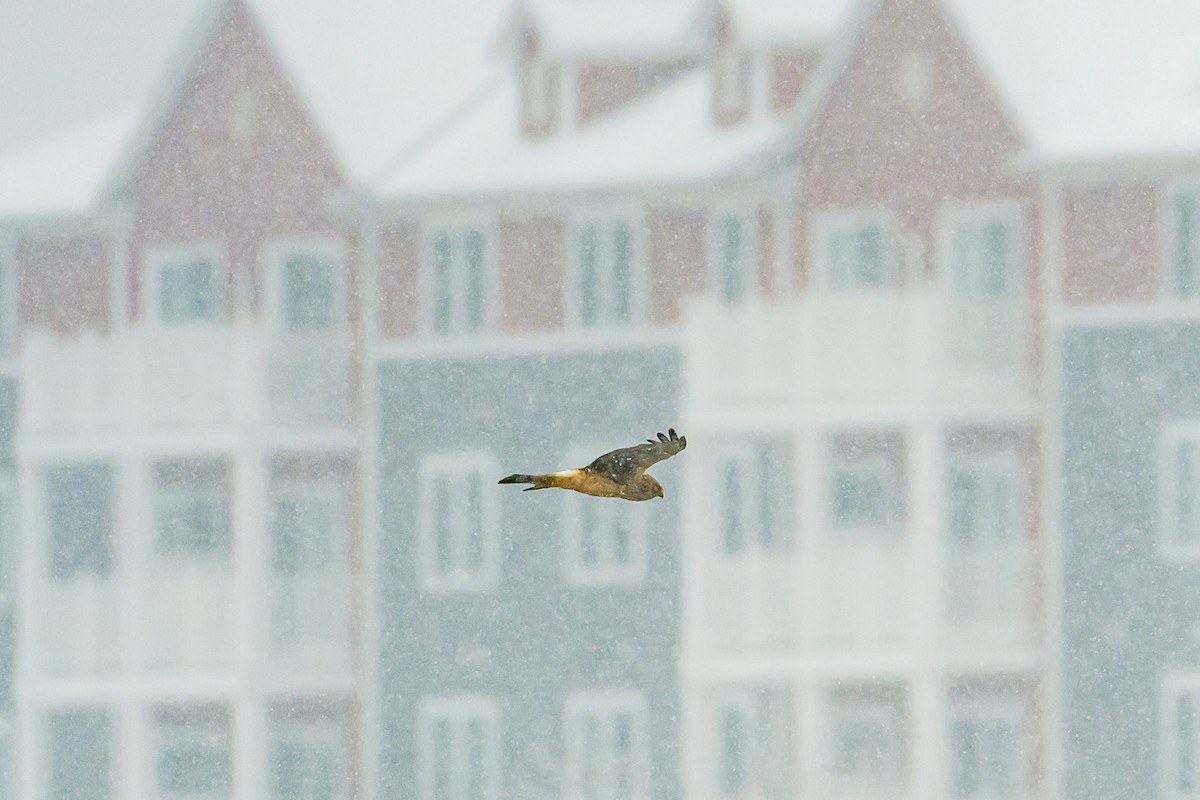 Northern Harrier - ML646950922