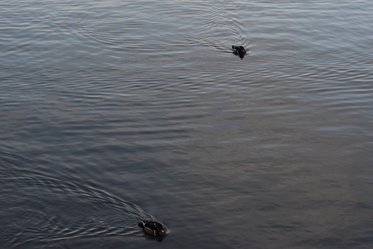 Canard branchu - ML646950925