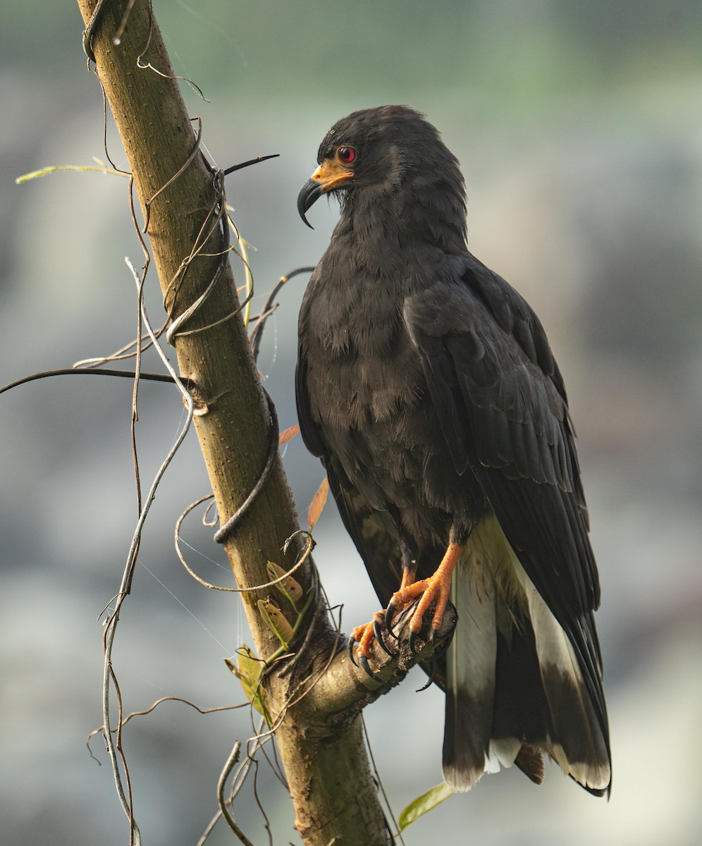 Snail Kite - ML646950926