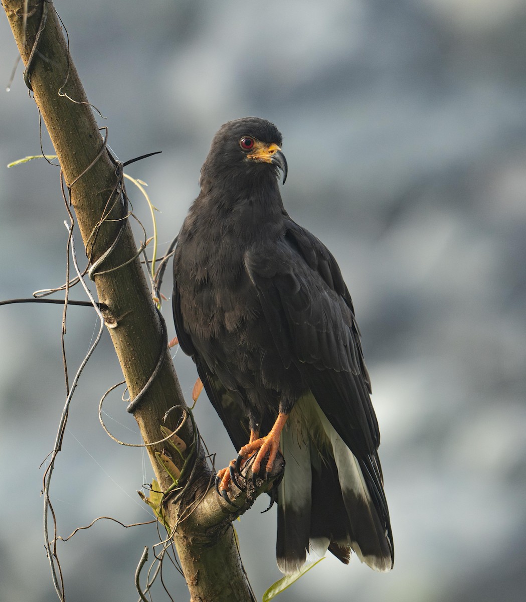 Snail Kite - ML646950927