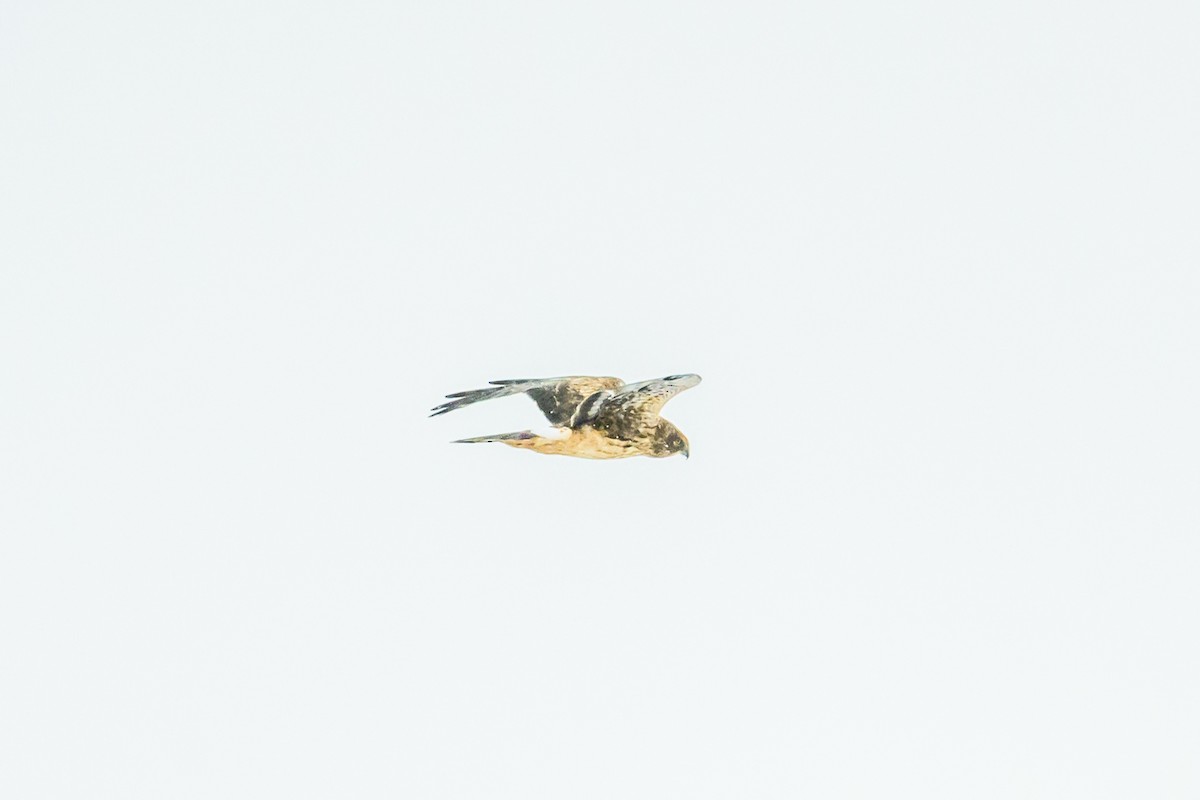 Northern Harrier - ML646950928