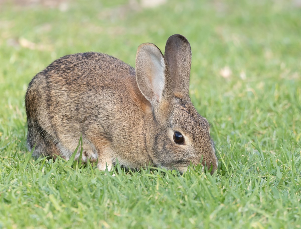 בעלי חיים - ML646950931