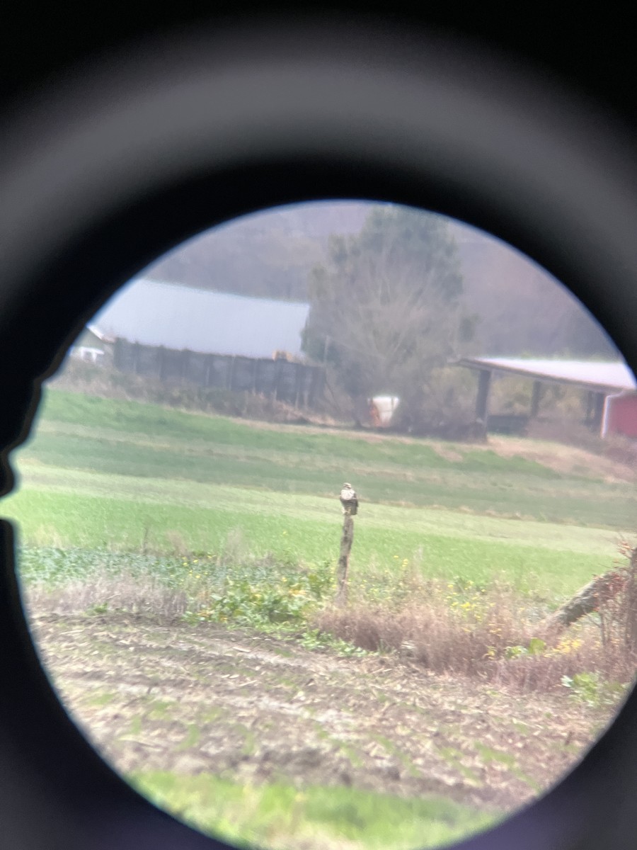 Тарлан сар - ML646950932