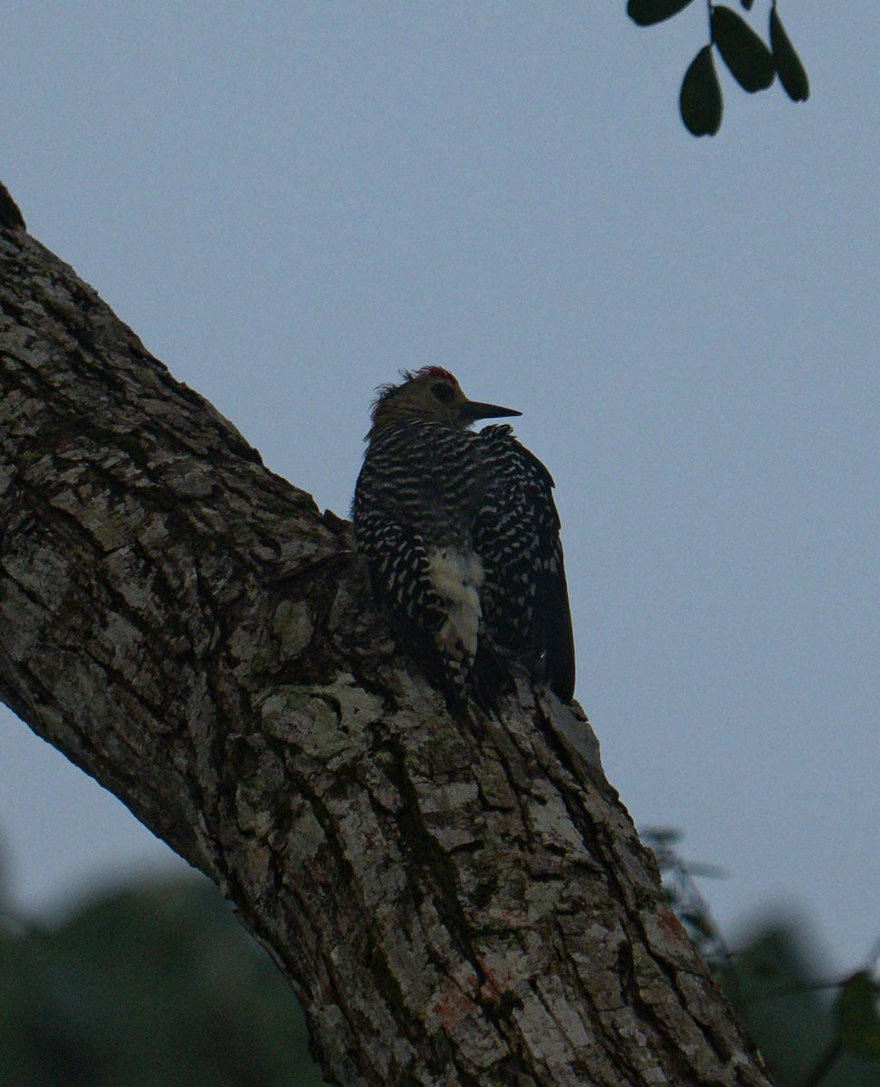 rødkronespett - ML646950933