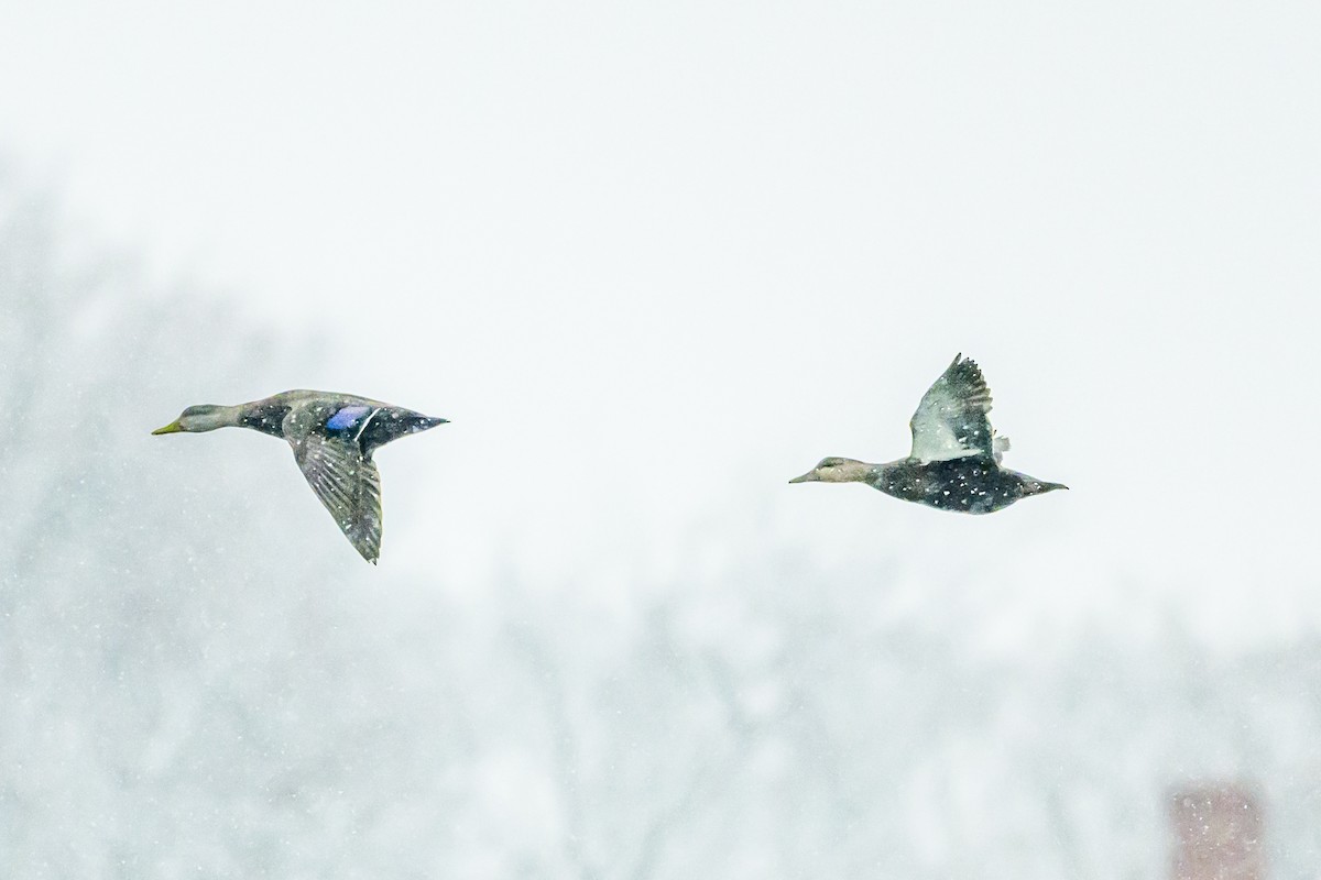 American Black Duck - ML646950934