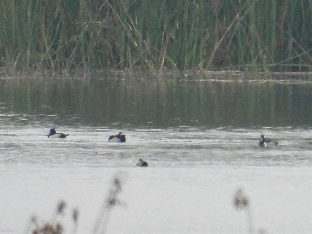 ringand - ML646950935