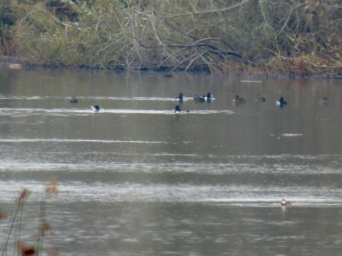 ringand - ML646950936