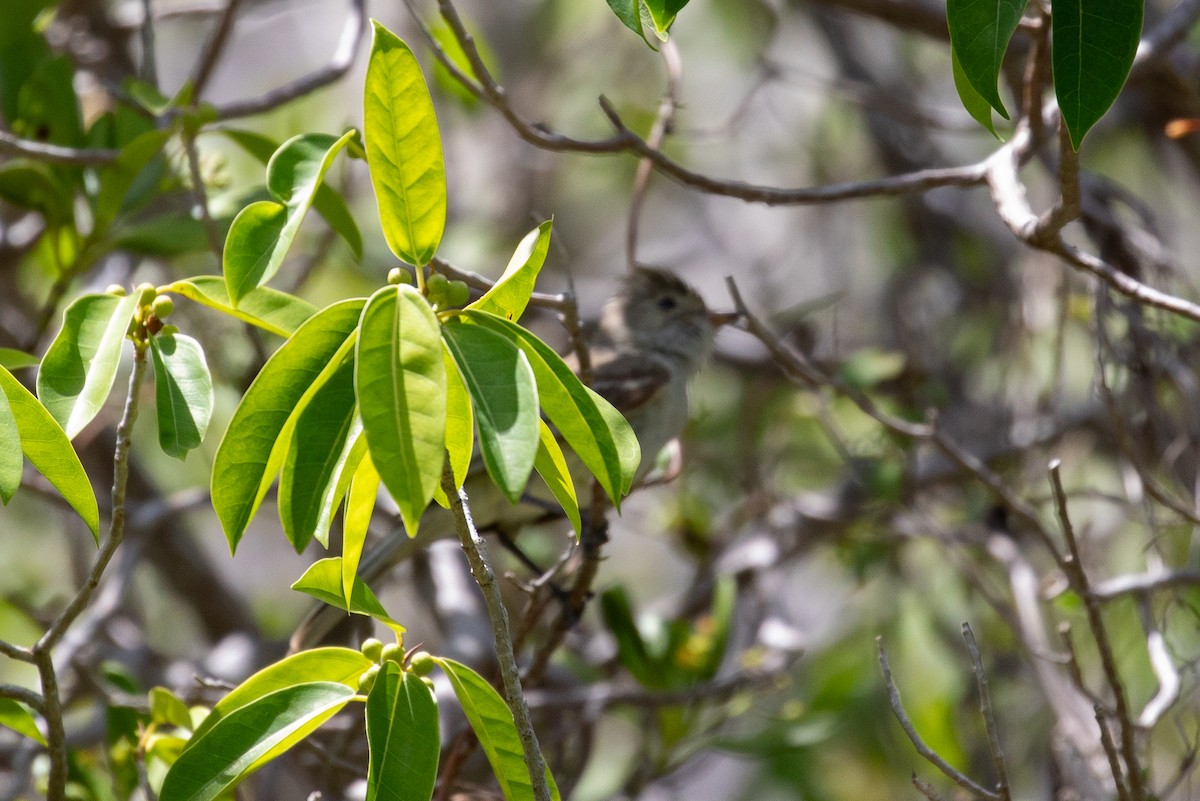 Caribbean Elaenia - ML646950939