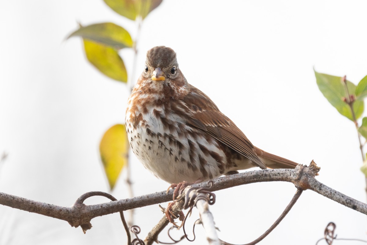 Fox Sparrow (Red) - ML646950940