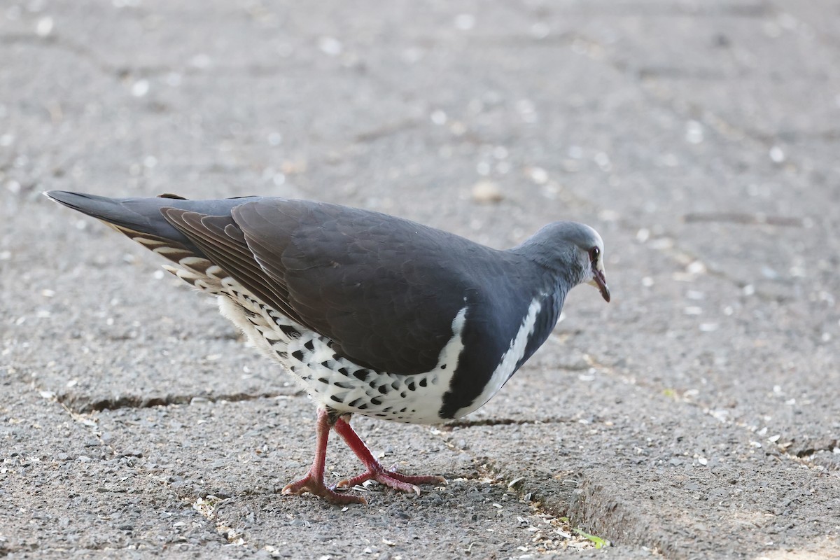 Wonga Kumrusu - ML646950942