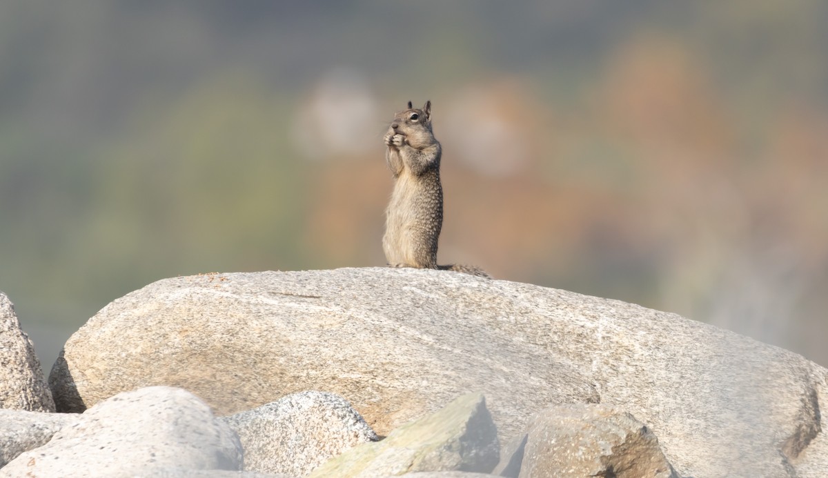 בעלי חיים - ML646950945