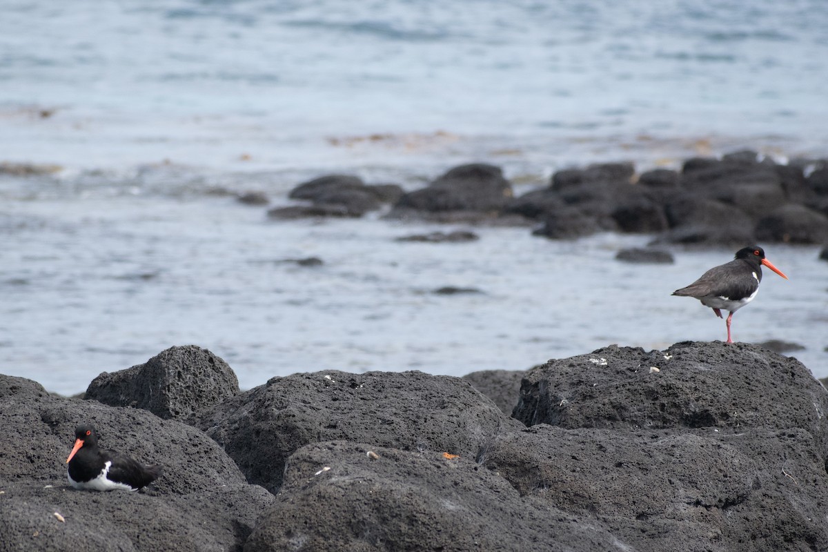 Avustralya Poyrazkuşu - ML646950947