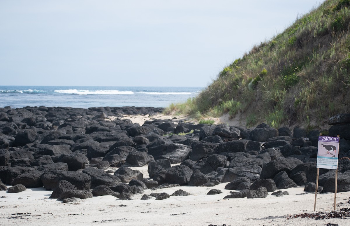 Avustralya Poyrazkuşu - ML646950948