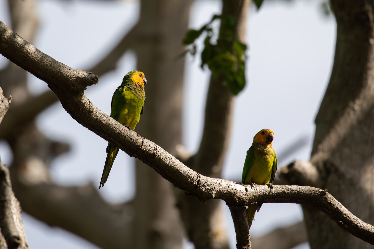 Brown-throated Parakeet - ML646950959