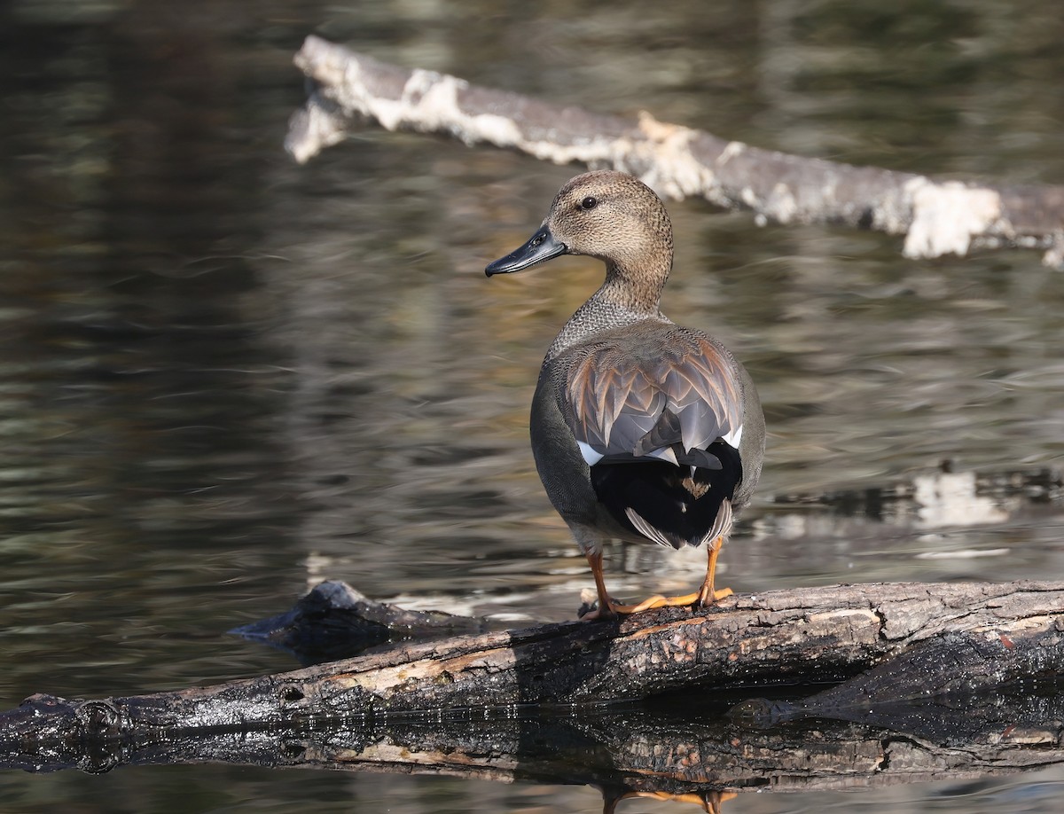 Gadwall - ML646950962