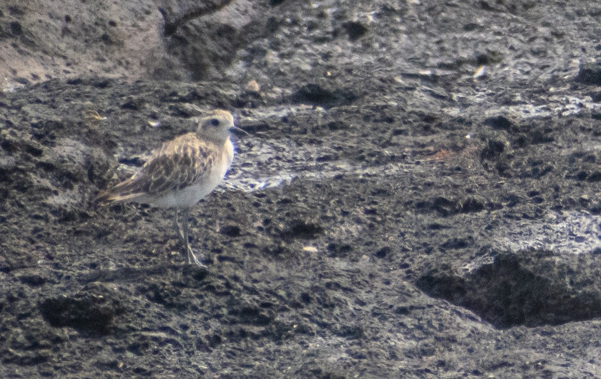 Küçük Altın Yağmurcun - ML646950963