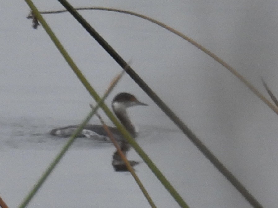 黑頸鸊鷉 - ML646950964