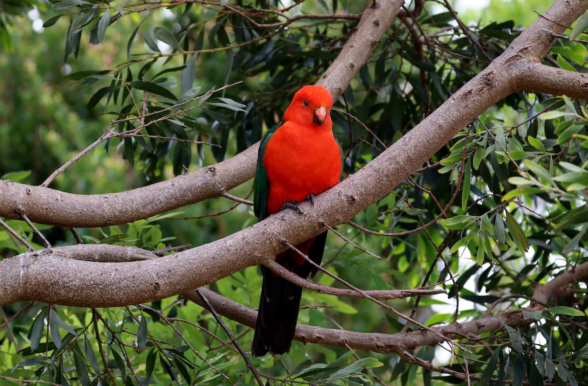 Australian King-Parrot - ML646950965