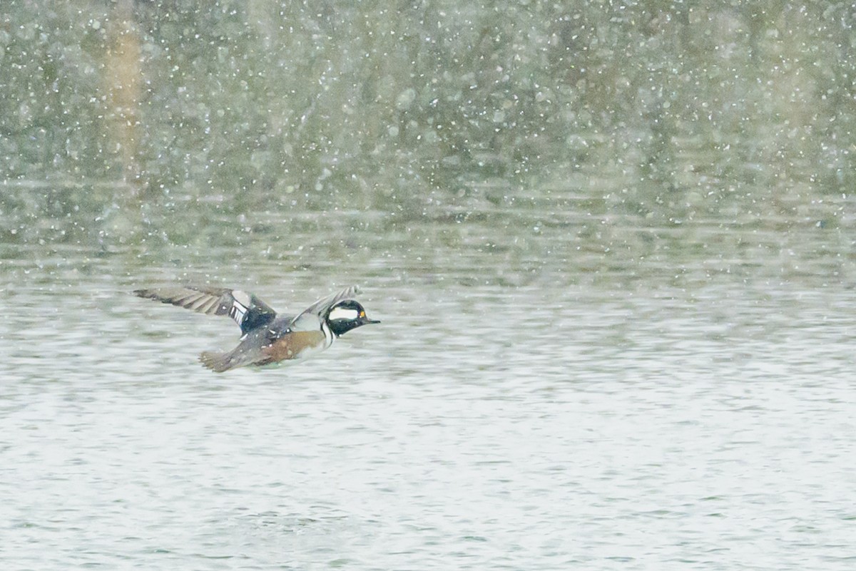 Hooded Merganser - ML646950966