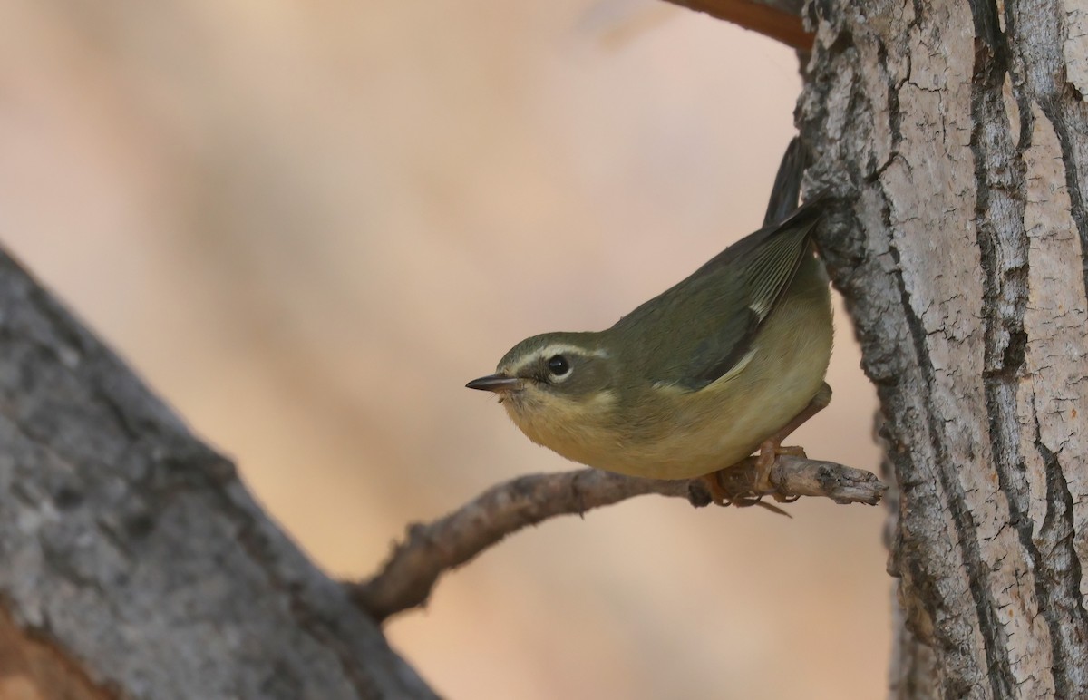 lesňáček modrohřbetý - ML646950968