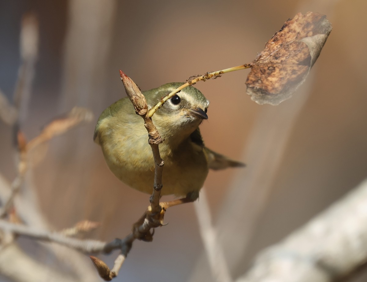 lesňáček modrohřbetý - ML646950969