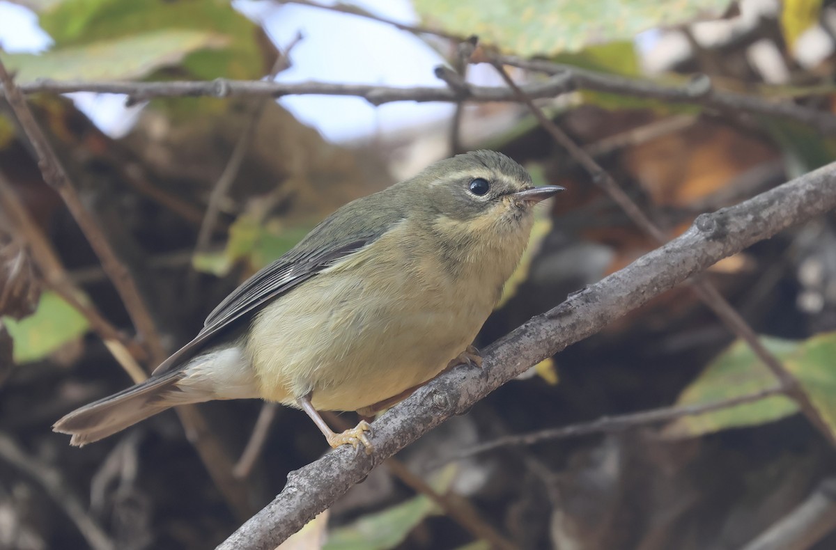 lesňáček modrohřbetý - ML646950970