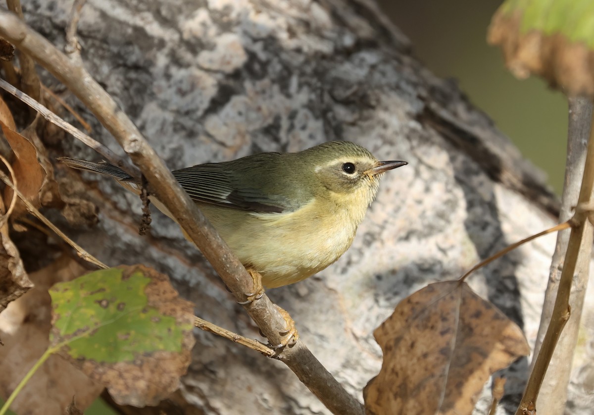 lesňáček modrohřbetý - ML646950972