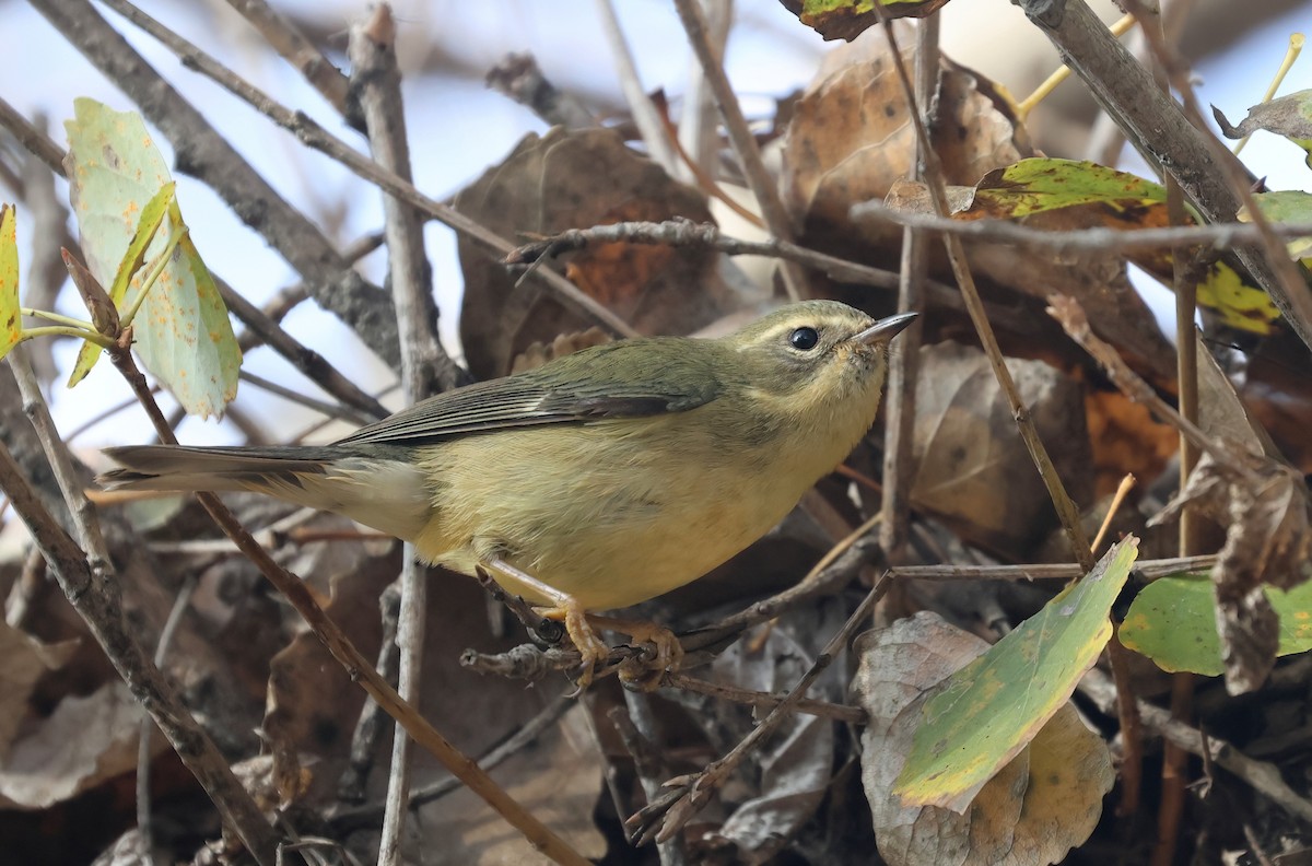 lesňáček modrohřbetý - ML646950973