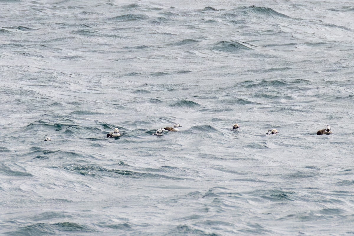 長尾鴨 - ML646950975