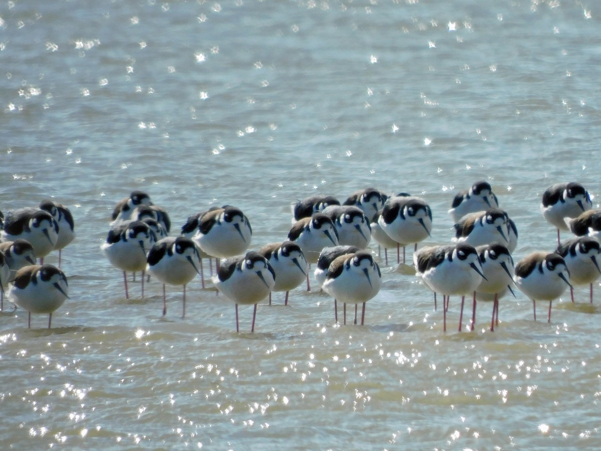 Black-necked Stilt - ML646950976